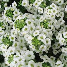 Sweet Alyssum Seeds Carpet Of Snow Flower Seeds In Packets Bulk Eden Brothers Alyssum Fragrant Plant Best Smelling Flowers