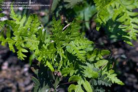 Image result for Aleuritopteris