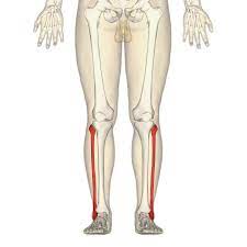 The human leg consists of 8 bones, 4 per leg. Fibula Wikipedia