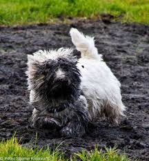 Westie Westies Westie Dogs Westie Puppies