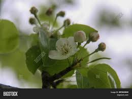 Picture table of critical spring temperatures for tree fruit bud development stages. Fruit Tree Blossoms Image Photo Free Trial Bigstock