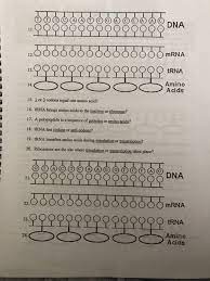 Trna and mrna transcription worksheet with answer key. Date Protein Synthesis Worksheet Directions 1 Fill Chegg Com