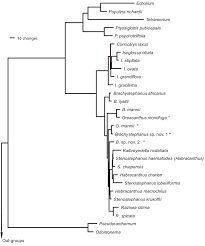 Image result for Brachystephanus