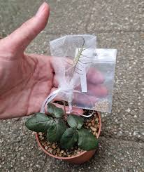 Image result for Dorstenia barnimiana