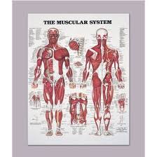 Anatomical Chart Of The Muscular System
