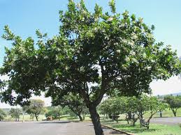 Image result for Calophyllum
