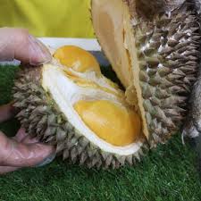 The black thorn durian from malaysia. The Elusive Black Thorn From Penang 99 Old Trees Durian Facebook