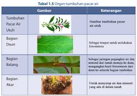 Maybe you would like to learn more about one of these? Bagian Bagian Tanaman Pacar Air Dan Fungsinya Yuk Belajar