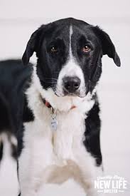 Share it or review it. Portland Or Anatolian Shepherd Meet Chester A Pet For Adoption