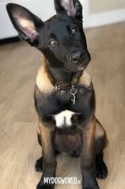 A subreddit for owners, soon to be owners, and enthusiasts of the exquisite belgian malinois. 900 Belgian Malinois Ideas In 2021 Belgian Malinois Malinois Malinois Dog