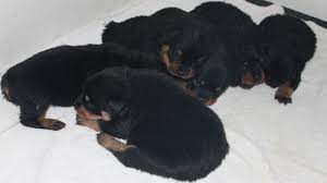 Check spelling or type a new query. German Rottweiler For Sale In Washington King Rottweilers