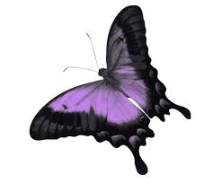 Black And Purple Butterfly Black And Purple Butterfly Drawing Purple Painting Purple Art Butterfly Drawing