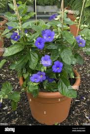 Image result for Thunbergia battiscombei