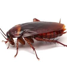 In case you are not satisfied with the results or we were unsuccessful in exterminating the pests, you have a. Pest Control Services Disinfection Control Pest Control Company In India Sadguru Pest Control