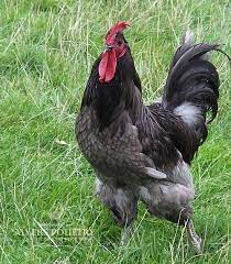 Unfortunately, it takes six months for the jersy giant to grow its giant skeleton and another three months before it has sufficient bulk for butchering. Blue Jersey Giants For Sale Day Old Poultry Myers Poultry