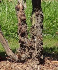 34 wild grapevine paintings ranked in order of popularity and relevancy. Properly Manage Bacterial Induced Crown Gall In Grapes Fruit Growers News