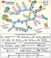 An inventory of crosstalk between ubiquitination and other  post-translational modifications in orchestrating cellular processes