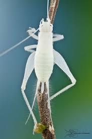 Big Black Bug With White Stripes White Cricket From Colombia Rare Albino Animals Albino Animals Rare Animals