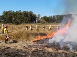 Resultado de imagen para manejo de fuego + Inta concordia