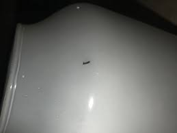 Schwarze Haarige Winzige Raupe In Der Wohnung Insekten Raupenart Insektenbekampfung