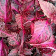 Joseph's coat plants make a wonderful accent in any garden setting and can even work well as showy houseplants. Grenadine Alternanthera Plant Joseph S Coat Free Shipping