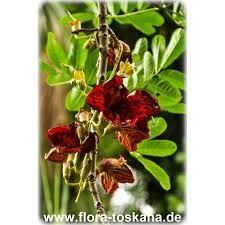 Image result for Kigelia africana