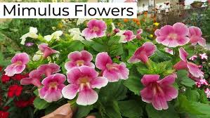 Image result for Mimulus