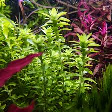 Image result for Limnophila fluviatilis