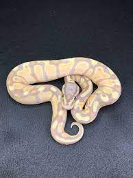 Pin On Lovely Animals