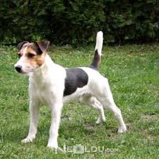 Jack Russell Terrier Cinsi Kopek Bakimi Ve Ozellikleri