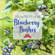 The best time to prune blueberry bushes is late winter while they're still dorant. Easy Diy Blueberry Bush Covers The Kitchen Garten