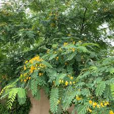 Image result for Tipuana