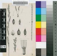 Image result for Brachyachne patentiflora