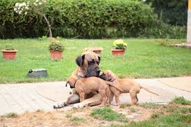 Some dogs may go into labor early while others may take their time and reach 70 days from gestation. Is My Great Dane Pregnant Great Dane Care