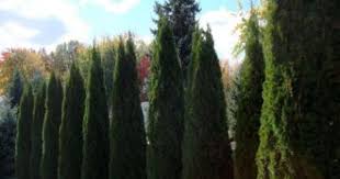 Max discount is $100 with this offer. Onlineplantcenter 2 Gal Smaragd Emerald Green Arborvitae Tree Discontinued A00224 The Home Depot Arborvitae Tree Emerald Green Arborvitae Arborvitae