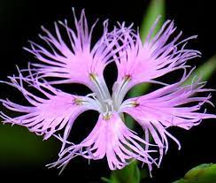 Pinks Fringed Dianthus Superbus Seeds Pink Flower Pictures Fringed Types Of Soil