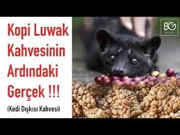 Hayvan Diskisindan Dunyanin En Pahali Kahvesi Kopi Luwak Youtube