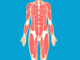 They are categorized by the muscles which they affect (primary and secondary), as well as the equipment required. Muscular System Anatomy Diagram Function Healthline