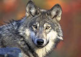 The official instagram of wolves. Trump Administration To Drop Gray Wolf From Endangered List Los Angeles Times