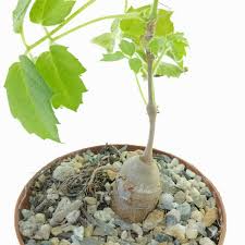 Image result for Cyphostemma montanum