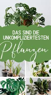 Unkomplizierte Zimmerpflanzen Die Schonsten Pflanzen Tipps Ideen Hochseiltraum In 2020 Pflanzen Pflegeleichte Zimmerpflanzen Pflanzenblatter