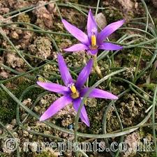 Image result for Romulea