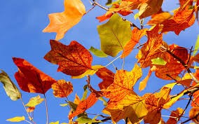 We did not find results for: Hd Wallpaper Autumn Colorful Leaves Autumn Leaf Autumn Leaves Background Wallpaper Flare