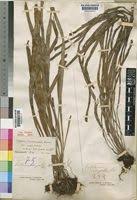 Image result for Vittaria elongata