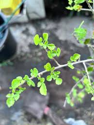 Image result for Abutilon englerianum