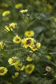 Image result for Tolpis capensis