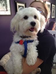 We did not find results for: Maltipoo Puppies Rescue Texas The Y Guide