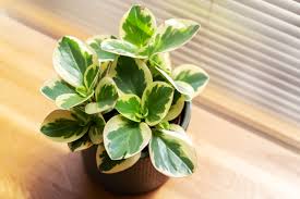 Image result for Peperomia molleri