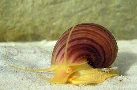 If the snail does not respond to you picking up the shell and falls out, it is dead. Is My Snail Dead Or How To Tell If Your Snail Is Dead My Aquarium Club