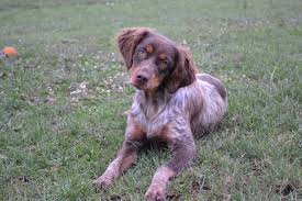 Epagneul Breton Marron